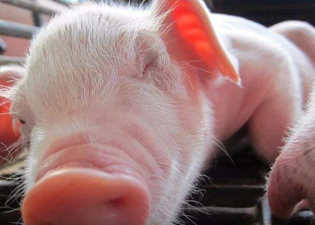 仔猪配合饲料为什么禁止使用抗生素
